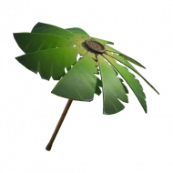 Palm Leaf icon